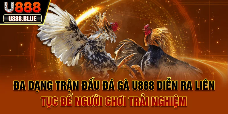 Đa dạng trận đấu đá gà U888 diễn ra liên tục để người chơi trải nghiệm