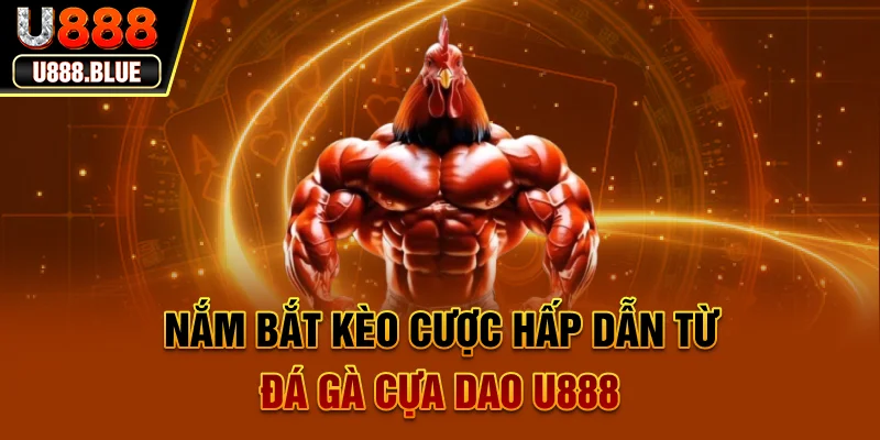 Nắm bắt kèo cược hấp dẫn từ đá gà cựa dao U888 Nắm bắt kèo cược hấp dẫn từ đá gà cựa dao U888
